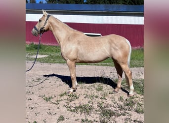 Other Thoroughbred Breeds, Mare, 11 years, 15.2 hh, Palomino