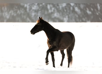 Other Thoroughbred Breeds, Mare, 12 years, 14,2 hh, Black