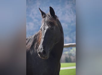 Other Thoroughbred Breeds, Mare, 12 years, 15.1 hh, Smoky-Black