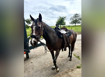 Other Thoroughbred Breeds, Mare, 12 years, 15,2 hh, Can be white