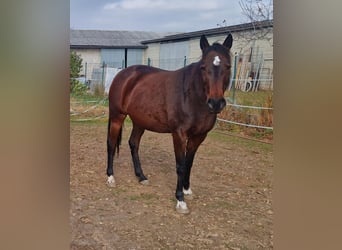 Other Thoroughbred Breeds, Mare, 13 years, 15.1 hh, Brown