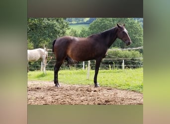 Weitere Vollblüter, Stute, 13 Jahre, 15,1 hh