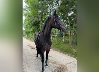 Other Thoroughbred Breeds, Mare, 13 years, 16.2 hh, Brown