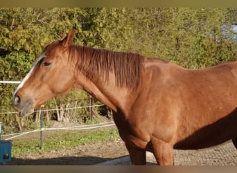 Other Thoroughbred Breeds, Mare, 14 years, 15.2 hh