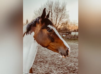 Other Thoroughbred Breeds Mix, Mare, 14 years, 15.3 hh, Pinto