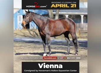 Other Thoroughbred Breeds, Mare, 14 years, 16 hh, Bay-Dark