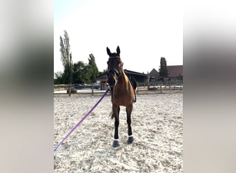 Other Thoroughbred Breeds, Mare, 14 years, 16 hh, Brown