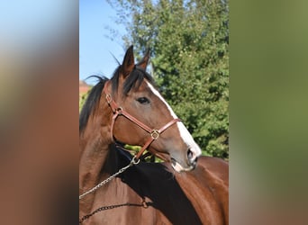Other Thoroughbred Breeds, Mare, 14 years, 16 hh, Brown