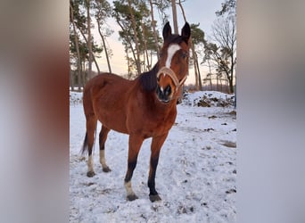 Other Thoroughbred Breeds, Mare, 15 years, 15.1 hh, Brown