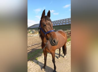 Other Thoroughbred Breeds, Mare, 15 years, 15.2 hh, Bay-Dark