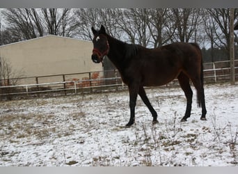 Other Thoroughbred Breeds, Mare, 15 years, 15,2 hh, Brown