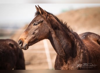 Other Thoroughbred Breeds, Mare, 15 years, 16 hh, Brown