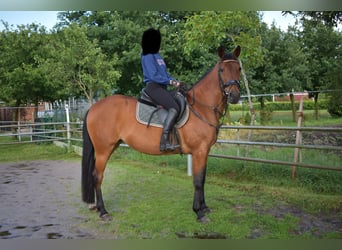 Other Thoroughbred Breeds Mix, Mare, 16 years, 15,1 hh, Chestnut-Red