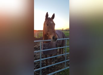 Other Thoroughbred Breeds, Mare, 16 years, 16.1 hh, Chestnut-Red