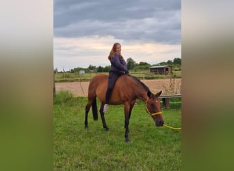 Other Thoroughbred Breeds, Mare, 16 years, 16 hh, Bay-Dark