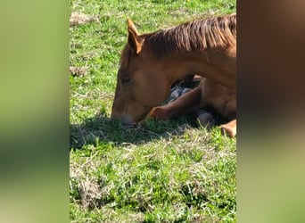 Other Thoroughbred Breeds, Mare, 17 years, 16,1 hh, Chestnut-Red