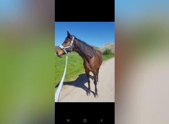 Other Thoroughbred Breeds, Mare, 18 years, Brown