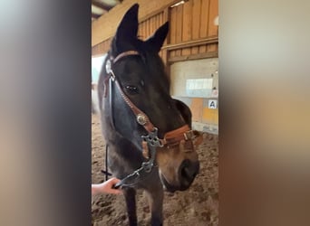 Other Thoroughbred Breeds, Mare, 19 years, 15.2 hh, Bay-Dark