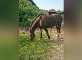 Other Thoroughbred Breeds Mix, Mare, 19 years, Chestnut-Red