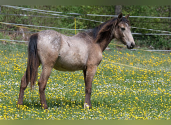 Other Thoroughbred Breeds, Mare, 1 year, 14.2 hh, Buckskin