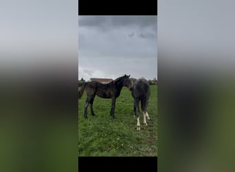 Other Thoroughbred Breeds, Mare, 1 year, 14,1 hh