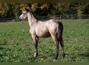 Other Thoroughbred Breeds Mix, Mare, 1 year, 14,2 hh, Buckskin