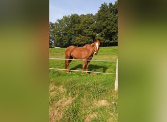 Other Thoroughbred Breeds, Mare, 20 years