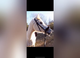 Other Thoroughbred Breeds, Mare, 25 years, 15,1 hh