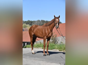 Other Thoroughbred Breeds, Mare, 3 years, 15.2 hh, Chestnut-Red