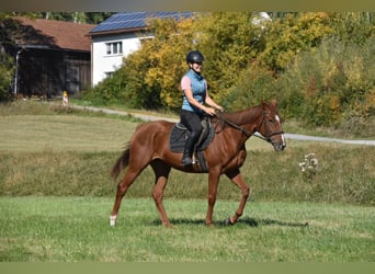 Other Thoroughbred Breeds, Mare, 3 years, 15.2 hh, Chestnut-Red
