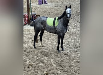 Other Thoroughbred Breeds, Mare, 3 years, 15,2 hh, Grey-Blue-Tan