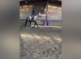 Other Thoroughbred Breeds, Mare, 3 years, 15,2 hh, Grey-Blue-Tan