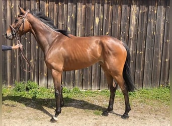 Other Thoroughbred Breeds, Mare, 3 years, 16 hh, Brown