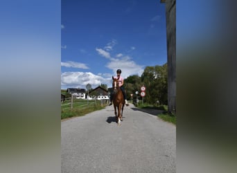 Other Thoroughbred Breeds, Mare, 4 years, 15.2 hh, Chestnut-Red