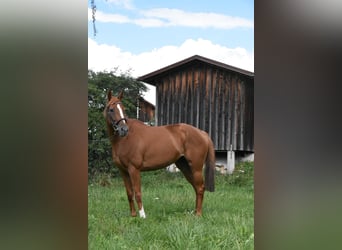 Other Thoroughbred Breeds, Mare, 4 years, 15.2 hh, Chestnut-Red