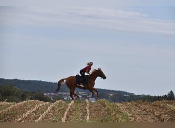 Other Thoroughbred Breeds, Mare, 4 years, 15.2 hh, Chestnut-Red