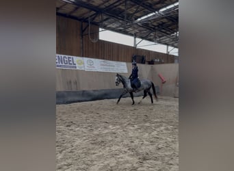 Other Thoroughbred Breeds, Mare, 4 years, 15.2 hh, Grey-Blue-Tan