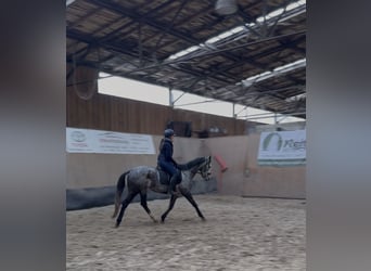 Other Thoroughbred Breeds, Mare, 4 years, 15.2 hh, Grey-Blue-Tan