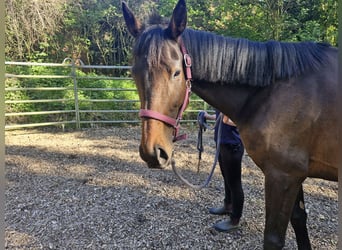 Other Thoroughbred Breeds, Mare, 4 years, 16 hh, Brown