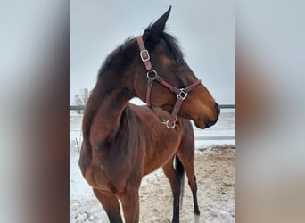 Other Thoroughbred Breeds, Mare, 4 years, 16 hh, Brown