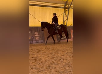 Other Thoroughbred Breeds, Mare, 5 years, 15,3 hh, Brown