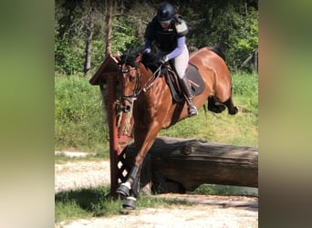 Other Thoroughbred Breeds, Mare, 5 years, 16.2 hh, Brown