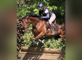 Other Thoroughbred Breeds, Mare, 5 years, 16.2 hh, Brown