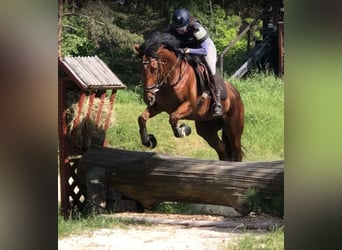 Other Thoroughbred Breeds, Mare, 5 years, 16.2 hh, Brown