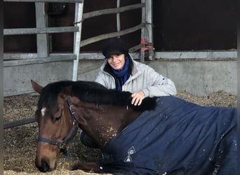 Other Thoroughbred Breeds, Mare, 5 years, 16.2 hh, Brown