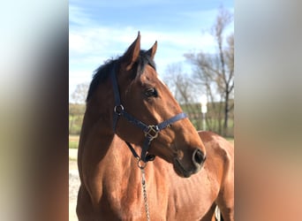 Other Thoroughbred Breeds, Mare, 5 years, 16.2 hh, Brown