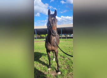 Other Thoroughbred Breeds, Mare, 5 years, 16 hh, Bay-Dark