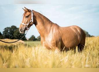 Other Thoroughbred Breeds Mix, Mare, 6 years, 15.1 hh, Chestnut-Red