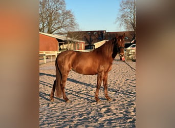 Other Thoroughbred Breeds Mix, Mare, 6 years, 15.1 hh, Chestnut-Red