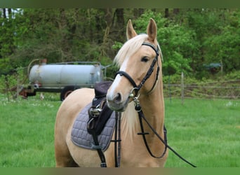 Other Thoroughbred Breeds Mix, Mare, 6 years, 15 hh, Palomino